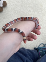 Cemophora coccinea coccinea