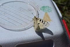 Parnassius smintheus