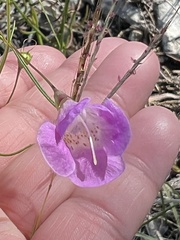 Agalinis edwardsiana