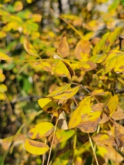 Caragana arborescens