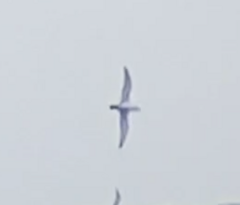 Procellariidae