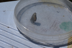 Euphilotes ancilla