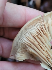 Lentinellus