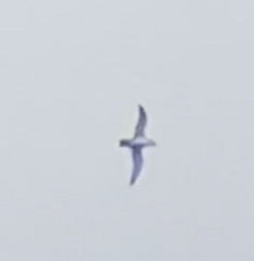 Procellariidae