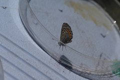 Euphilotes ancilla