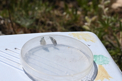 Euphilotes ancilla