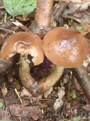 Cyclocybe erebia