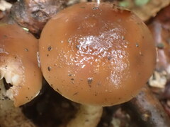 Cyclocybe erebia