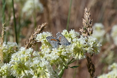 Euphilotes ancilla