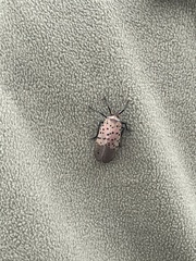Lycorma delicatula