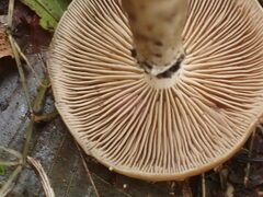 Cyclocybe erebia