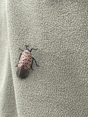Lycorma delicatula