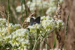 Euphilotes ancilla
