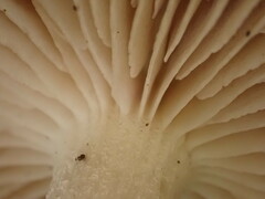 Cyclocybe erebia