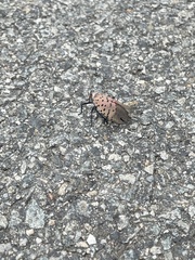 Lycorma delicatula