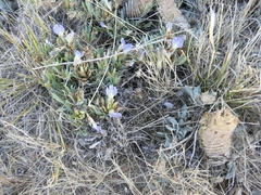 Barleria lichtensteiniana