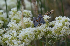 Euphilotes ancilla