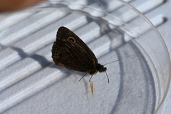 Cercyonis oetus image