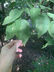 Celtis occidentalis