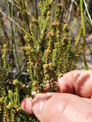 Erica serrata