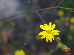 Croptilon divaricatum