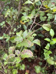 Rubus cuneifolius