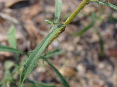 Croptilon divaricatum