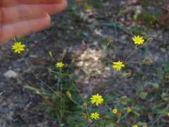 Croptilon divaricatum