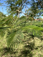 Albizia julibrissin