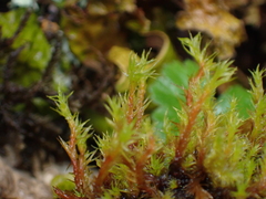 Pulvigera lyellii