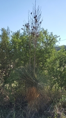 Yucca constricta