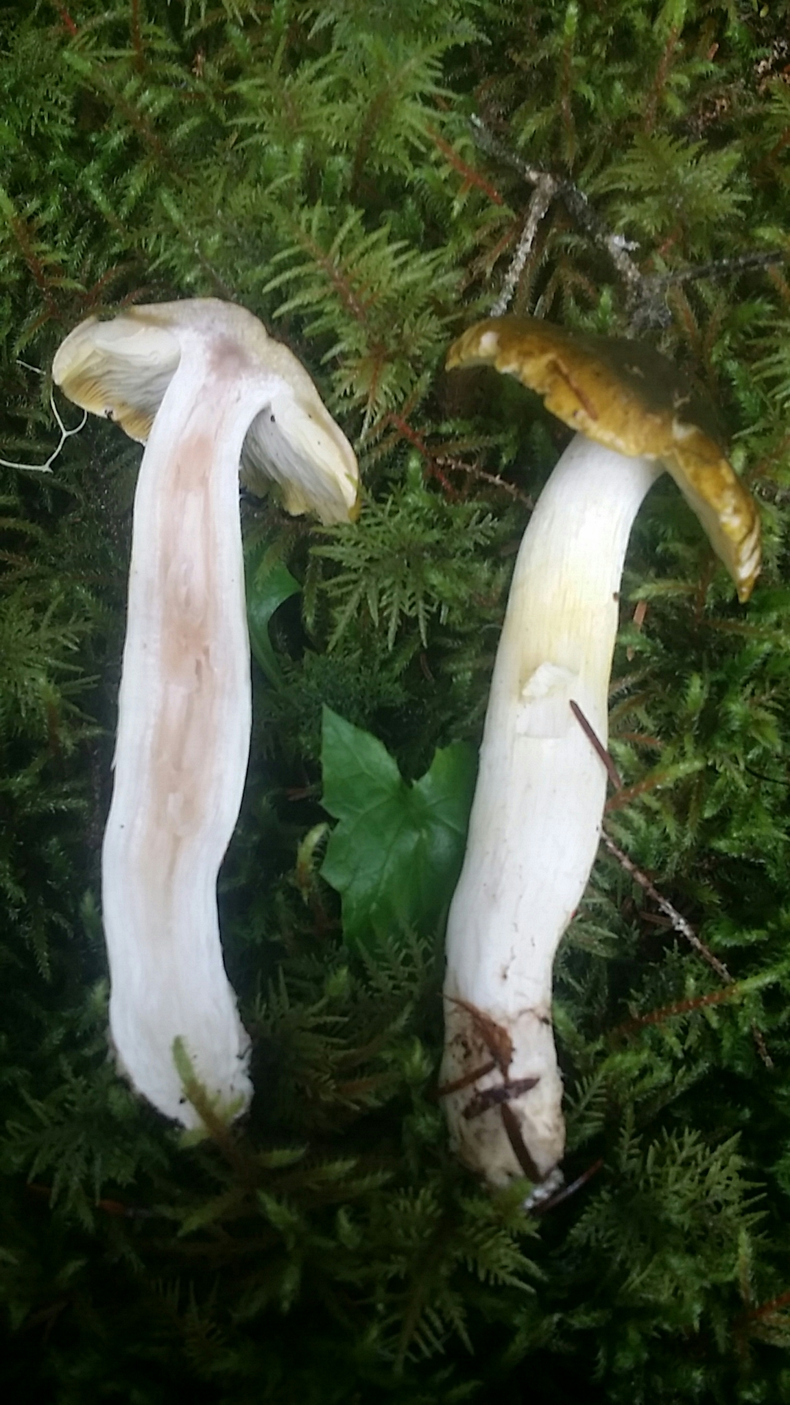 Tricholoma sejunctum image