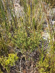 Erica serrata