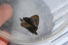 Cercyonis oetus image