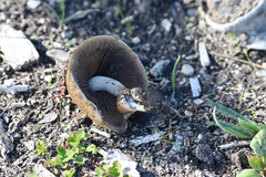 Agaricus langei