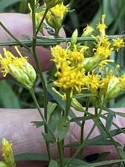 Euthamia leptocephala