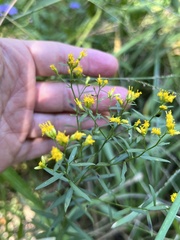 Euthamia leptocephala