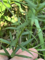 Euthamia leptocephala