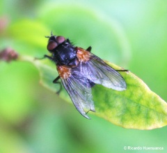 Oestroidea