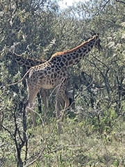Giraffa camelopardalis tippelskirchi
