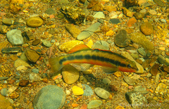 Percina aurantiaca