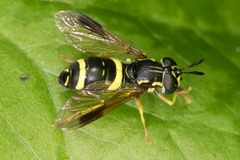 Chrysotoxum bicinctum