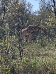 Giraffa camelopardalis tippelskirchi