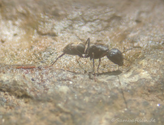 Camponotus