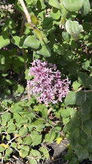 Centranthus ruber
