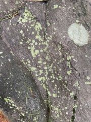 Flavoparmelia baltimorensis