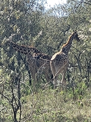 Giraffa camelopardalis tippelskirchi