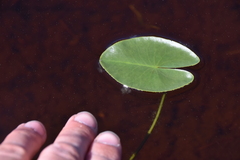 Nymphaea tetragona