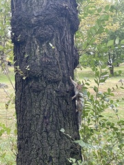 Sciurus carolinensis