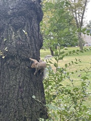 Sciurus carolinensis
